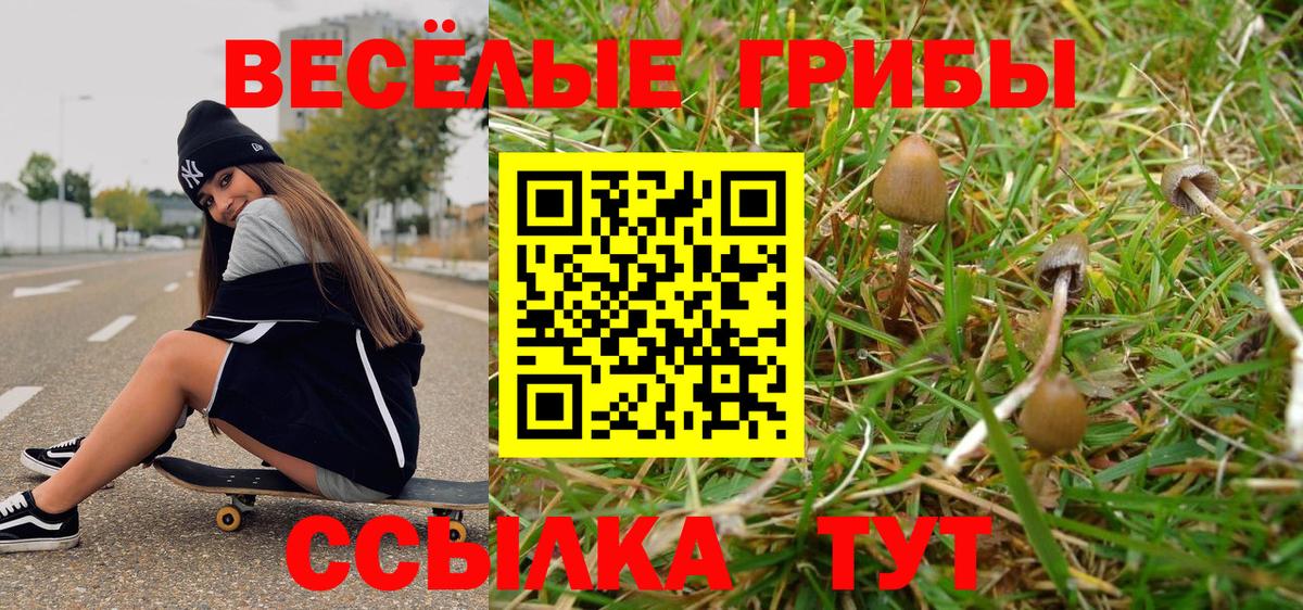 Псилоцибиновые грибы Psilocybine cubensis Конаково